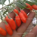 Native Organic Ningxia Goji Berries